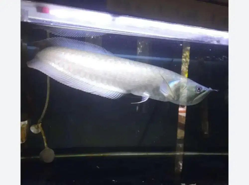 Ikan arwana silred UK 31_32 up.