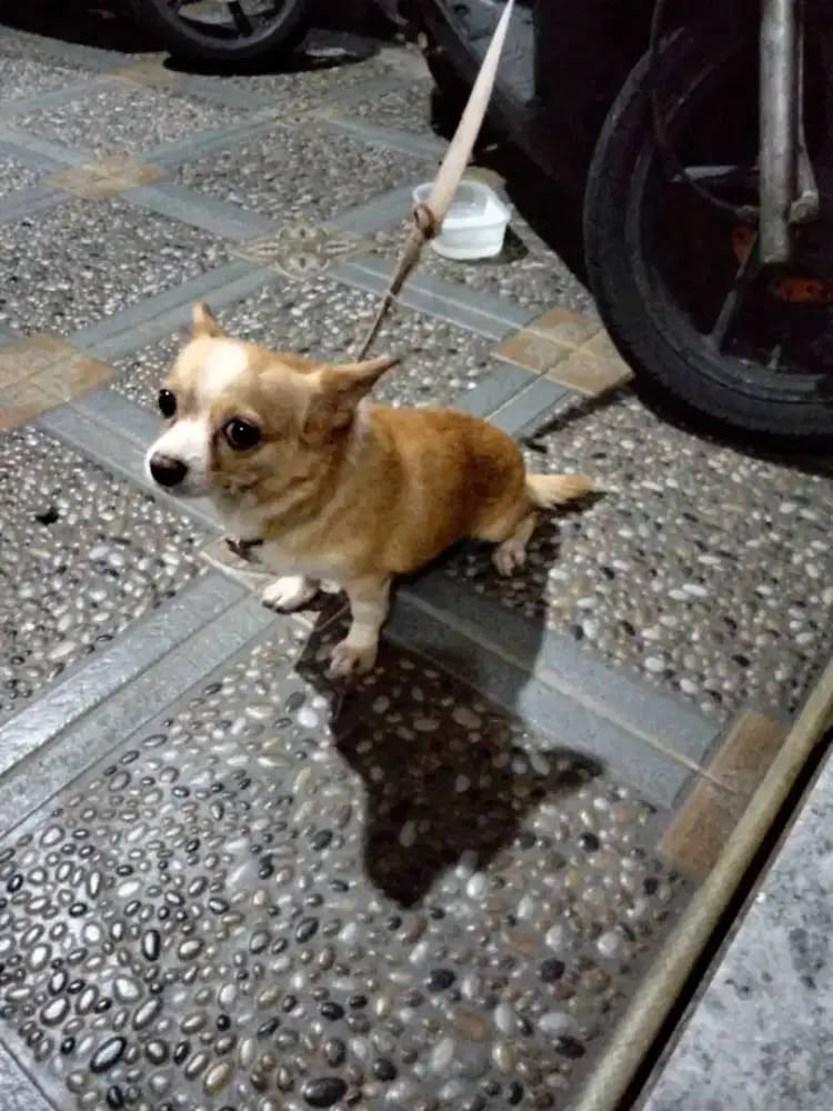 Anak doggie pug & chihuahua