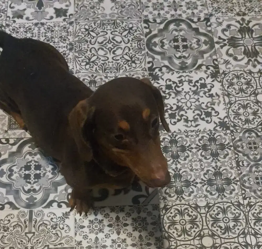 Anjing tekel/anjing sosis/dachsund red nose