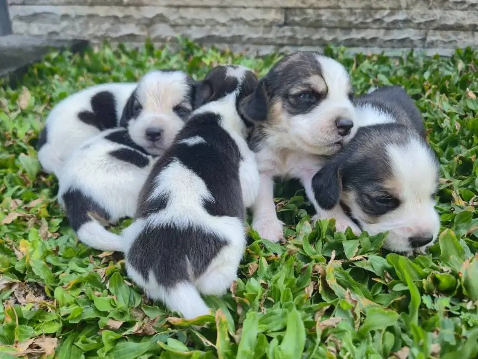 BEAGLE PUPPIES 5 EKOR
