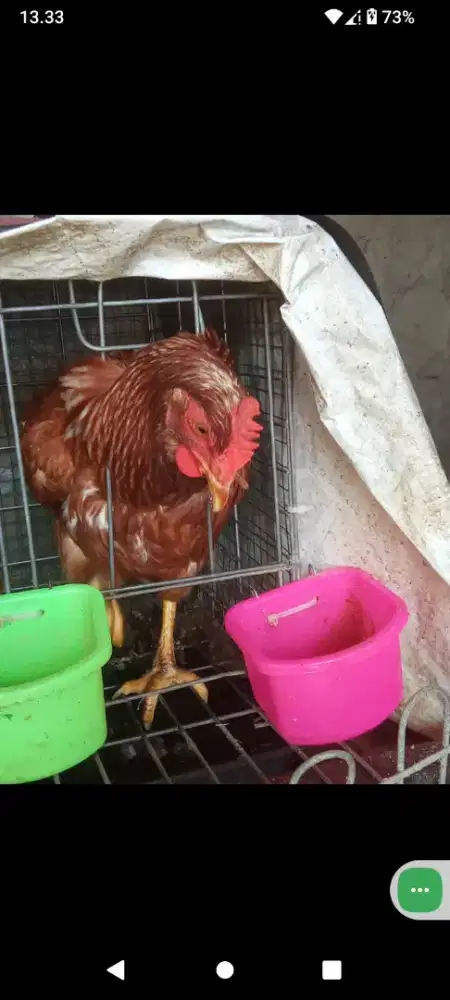 Ayam Petelur Sepasang