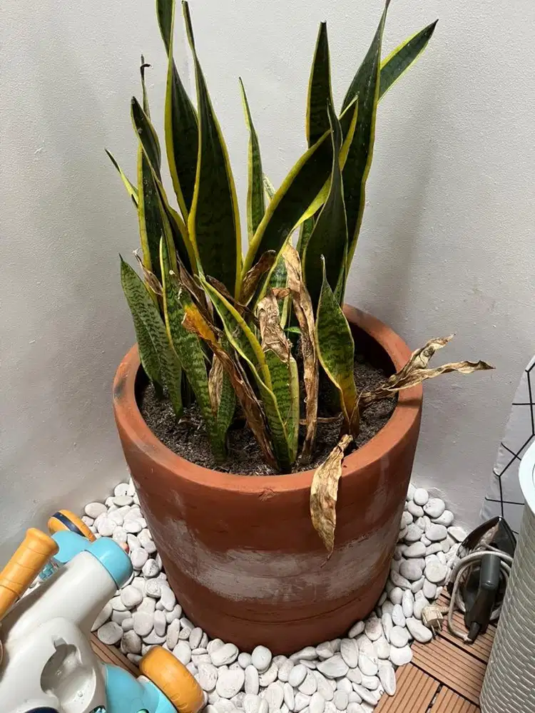 [Gratis] Pot tanah liat diameter 55cm