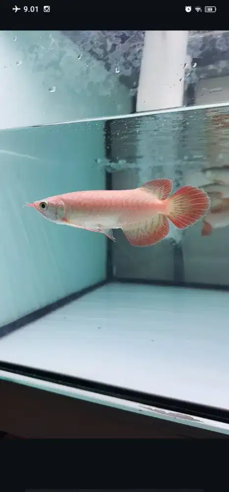 Ikan Arwana Super Red 15cm
