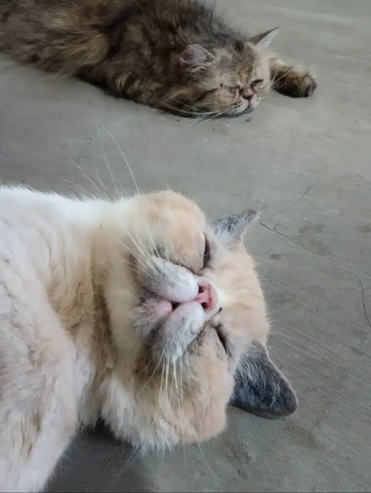 Kucing Persia Sepasang Hamil