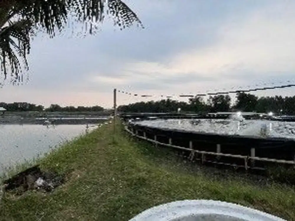 Lahan Tambak Udang di Pekalongan