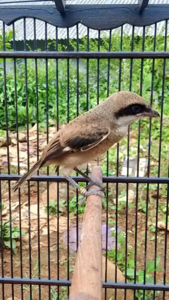 Pentet sembur jatim trotol