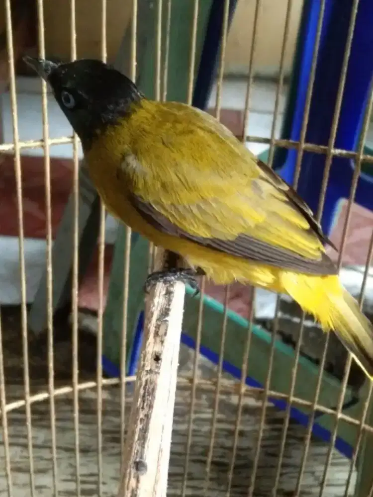 Kutilang Emas gacor dor