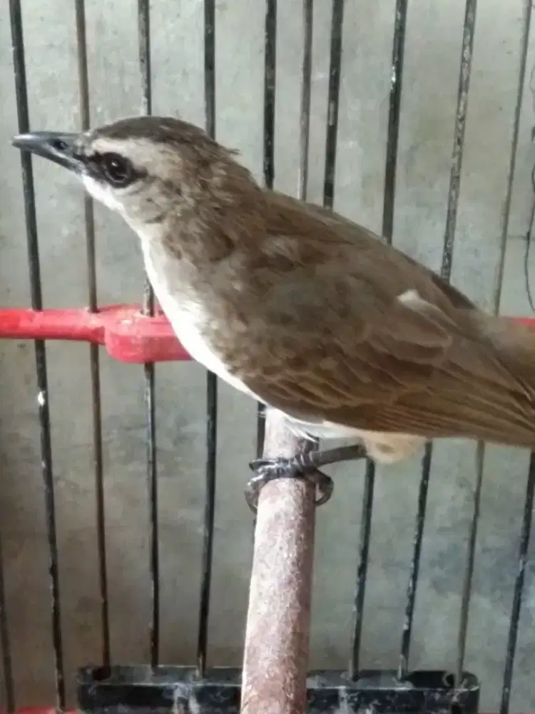 Trucukan jatim bodi gede panjang