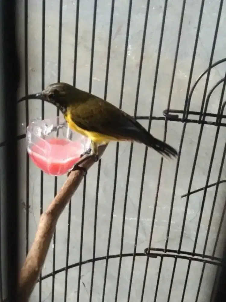 sogon gacor rawatan lama