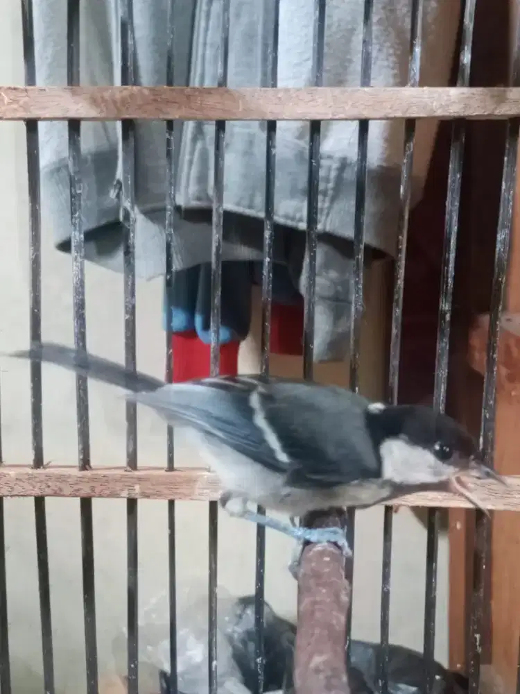 Glatik batu gacor dor