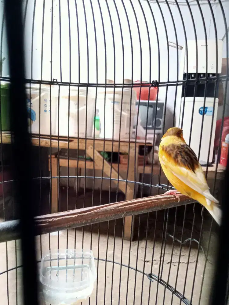 Burung kenari betina