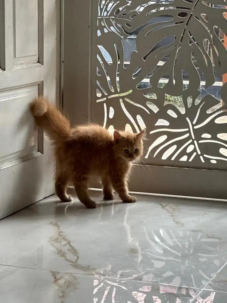 kucing persia betina