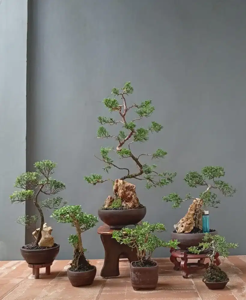 Paketan murah mini bonsai ada 6 pohon