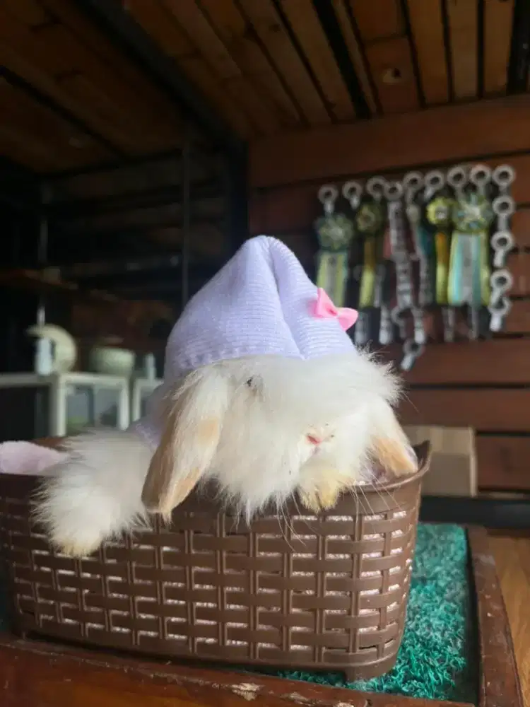 Kelinci lucu fuzzy loop siap di adopsi