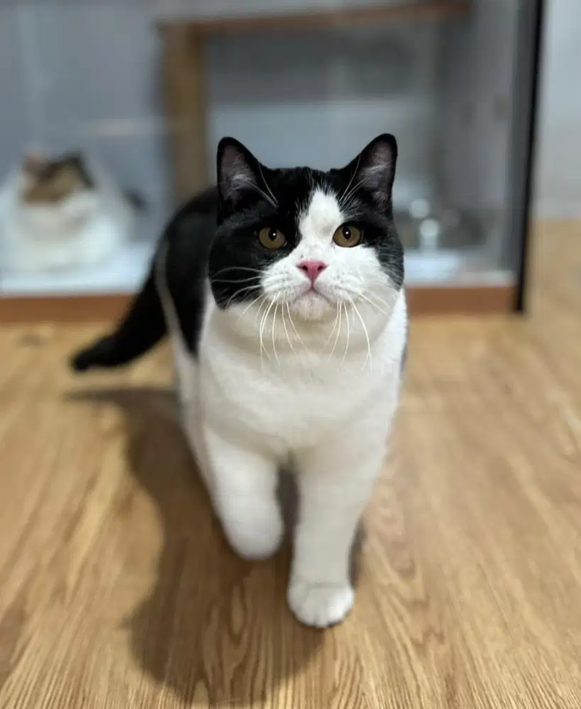 Bsh British shorthair Pedigree