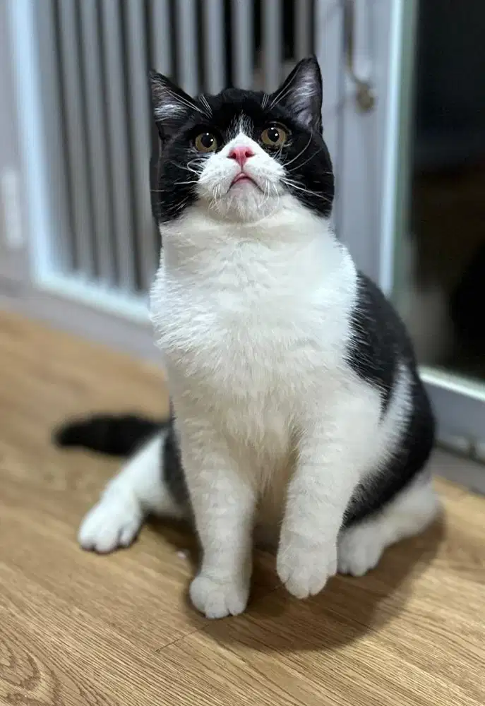 Bsh British shorthair Pedigree