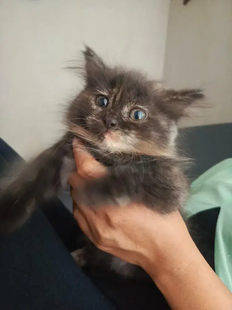Open adopt kucing kitten persia medium bigbone usia 2bulan