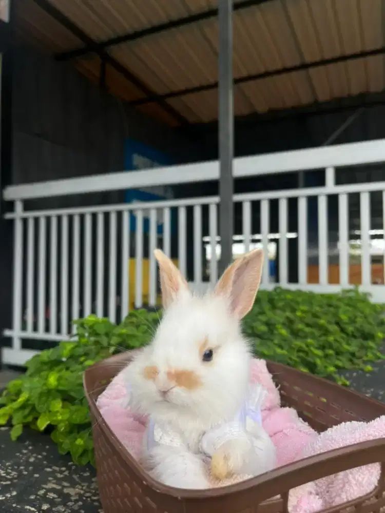 Kelinci lokal Kuningan