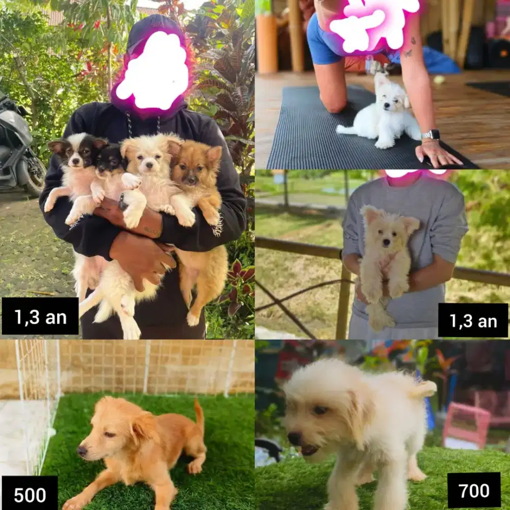 Minipom maltise & pomix