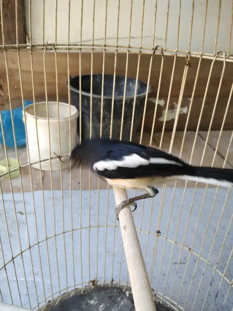 BURUNG KACER BETINA JINAK LALAT.