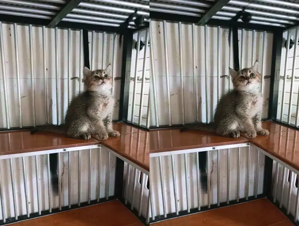 Bsh kitten ny25 male