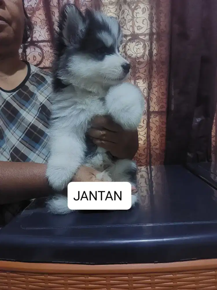 SIBERIAN HUSKY LONG HAIR QUALITY HIGH