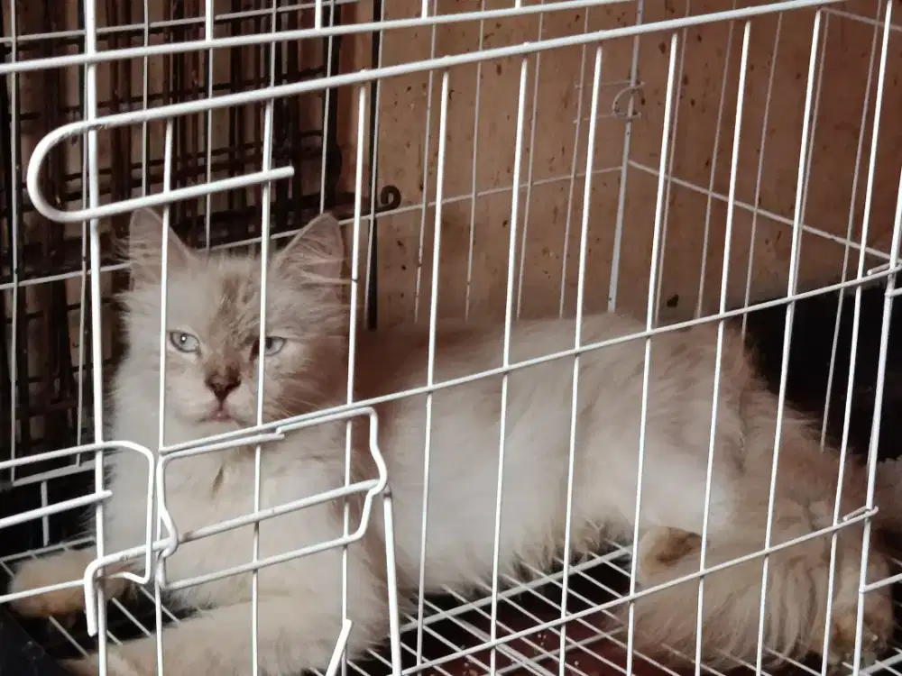 Himalaya Betina Sehat Terawat