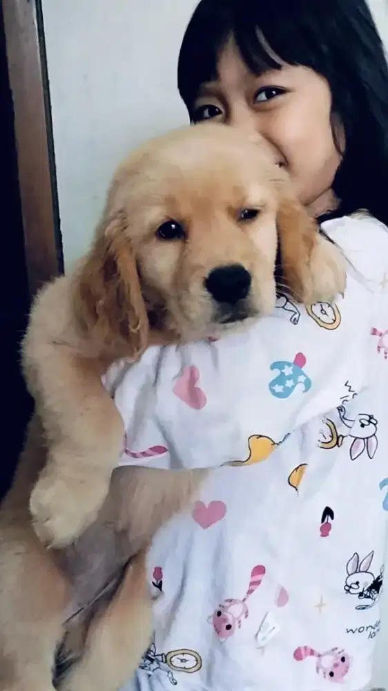 Golden Retriever Betina Bigbone