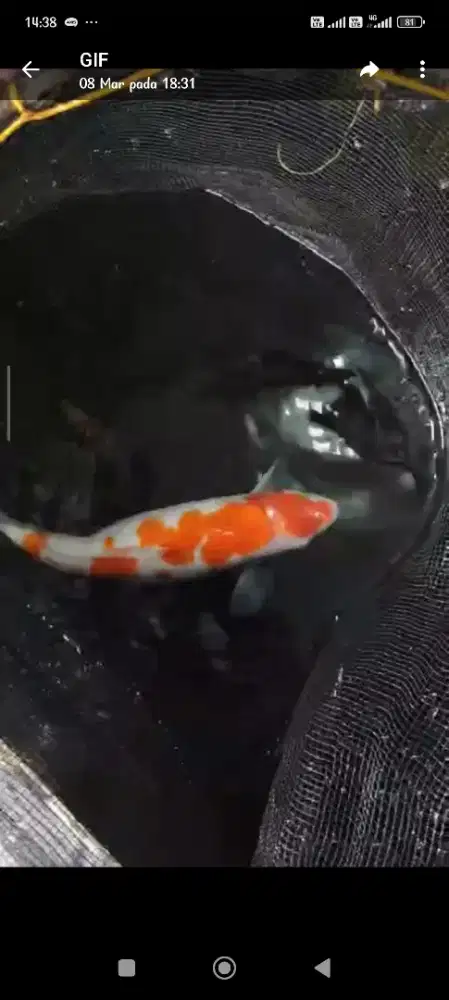 Ikan koi kohaku ukrn 35 cm