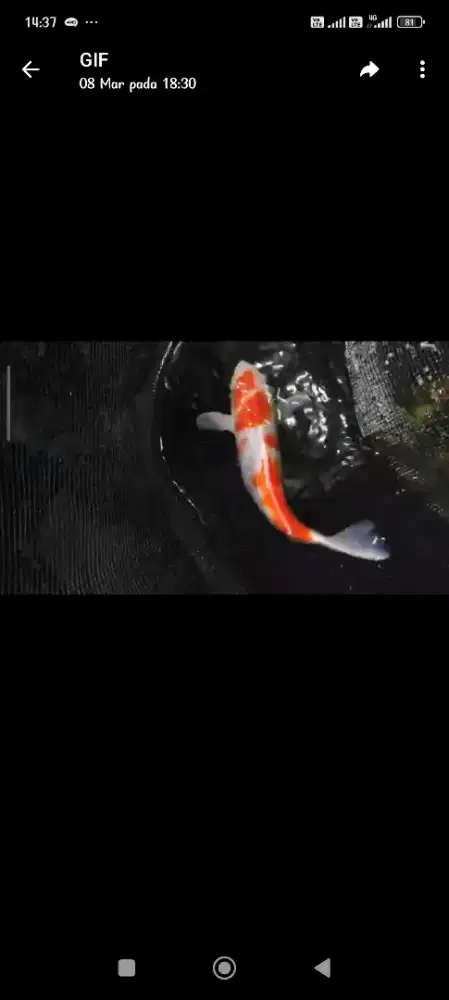 Ikan koi kohaku warna strong