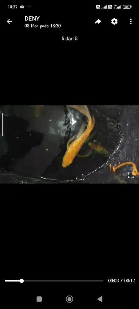 Ikan koi slayer karasi ginrin