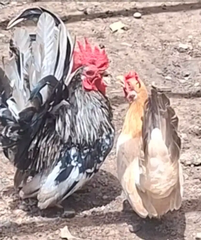 Ayam Kate Hias ( 11 Ekor = 2 jantan, 1 Betina dan 7 Anakan) Sehat