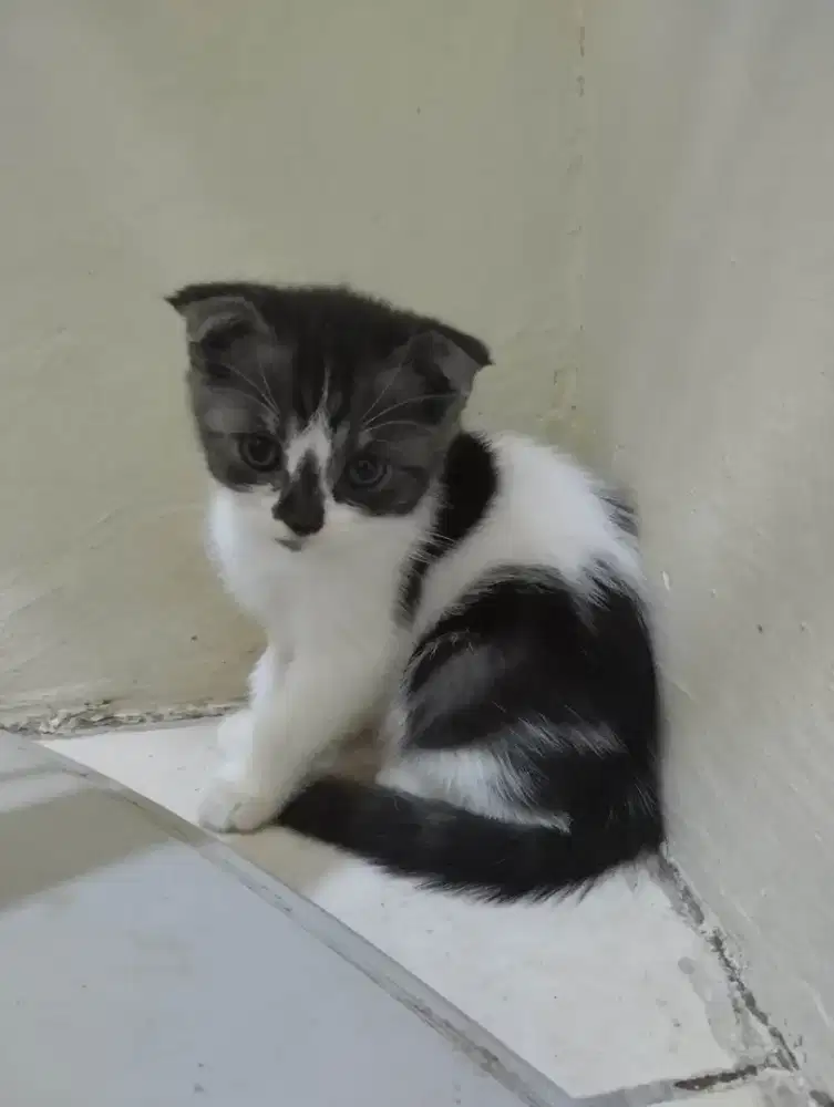 Munchkin Gaelic NS/ TIDAK CEBOL