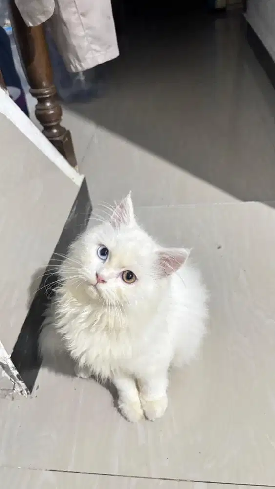 Kucing persia jantan odd eye