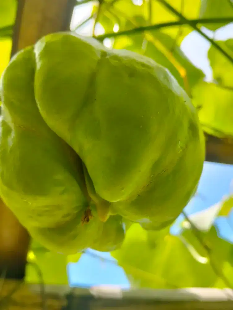 Jual bibit labu Siam