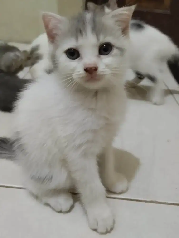 Munchkin Gaelic NS/ TIDAK CEBOL