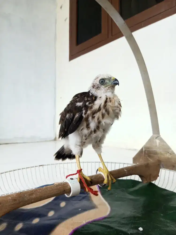 Anakan Burung folcon jantan