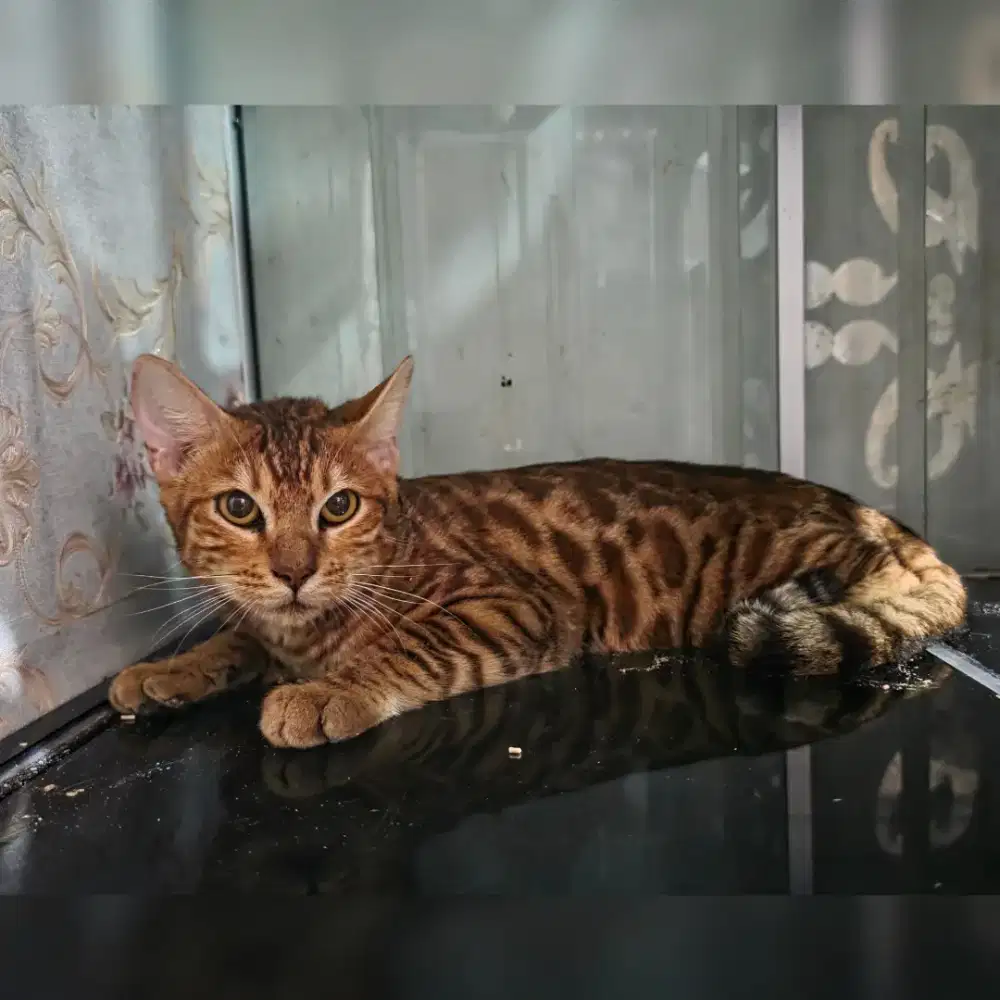 Kucing B.E.N.G.A.L JANTAN VAKSIN