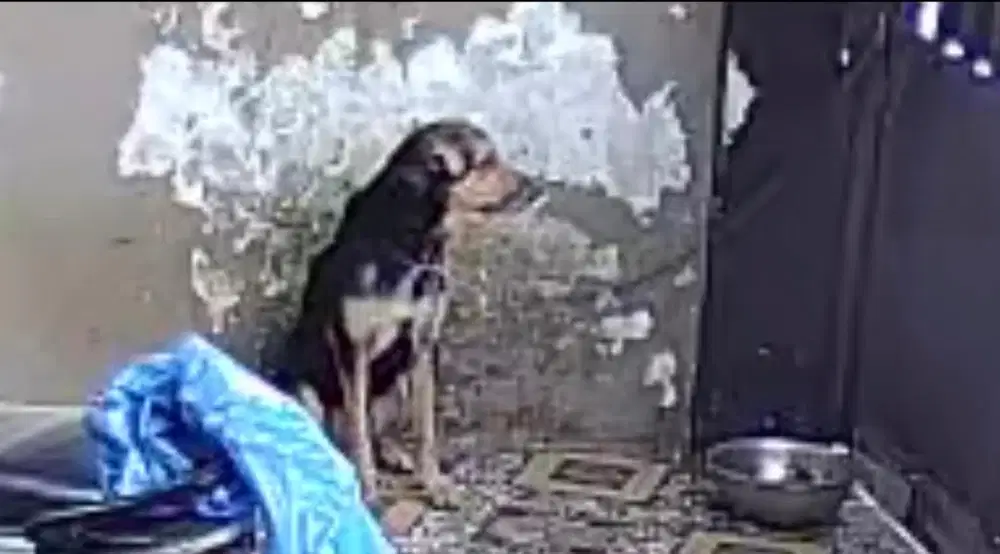 Anjing Mix Ras ( Open Adopsi / Penampungan )