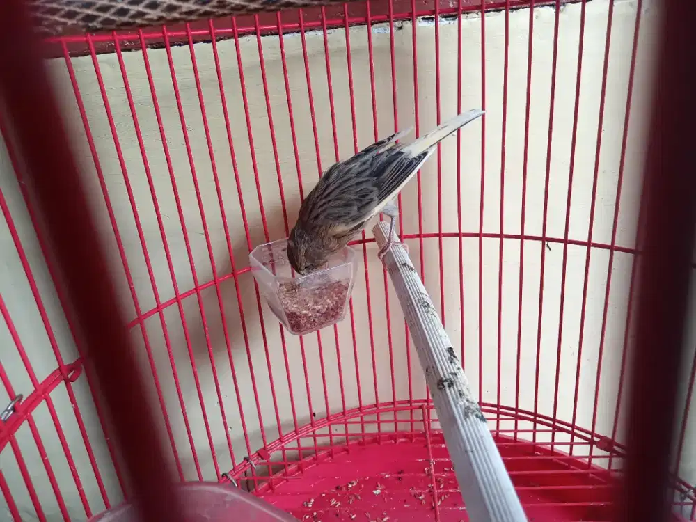 Kenari bahan dan gacoran