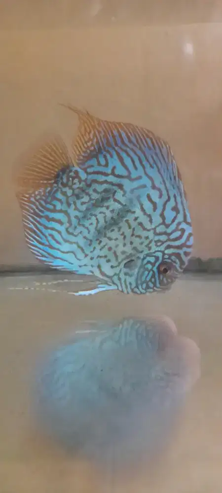 Ikan discus leopad