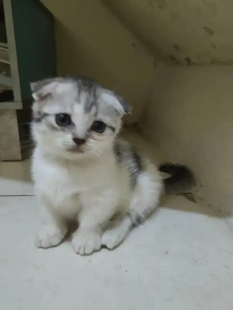 Munchkin Gaelis Standar/ CEBOL