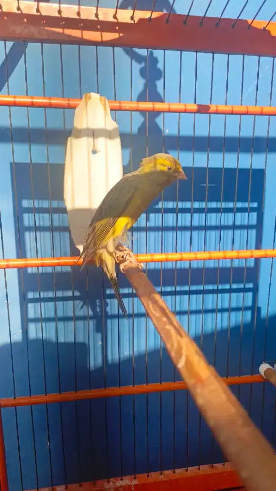 Kenari seri Gbsf gacor