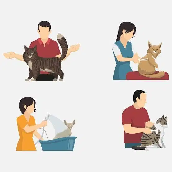 Dicari segera admin dan pet groomer