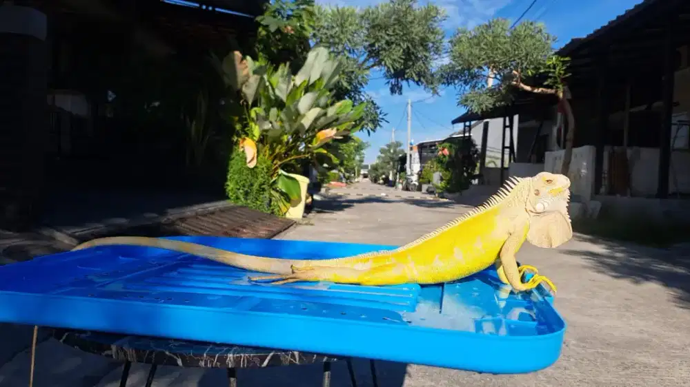 Iguana Albino Green Jantan
