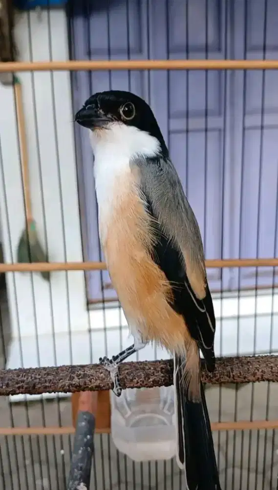 Burung pentet jinak gacor