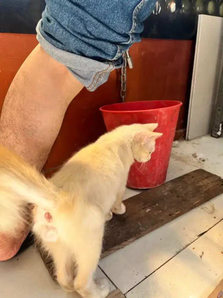 Kitten umur -+5bulan