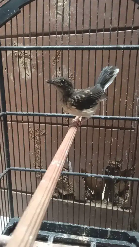 Murai batu trotol betina