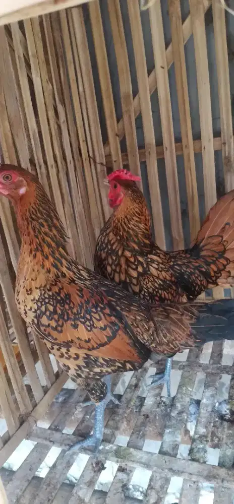 Batik Kanada sepasang