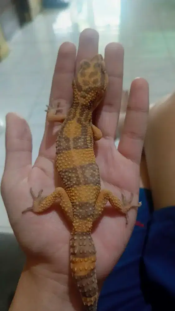 Leopard gecko red kecil